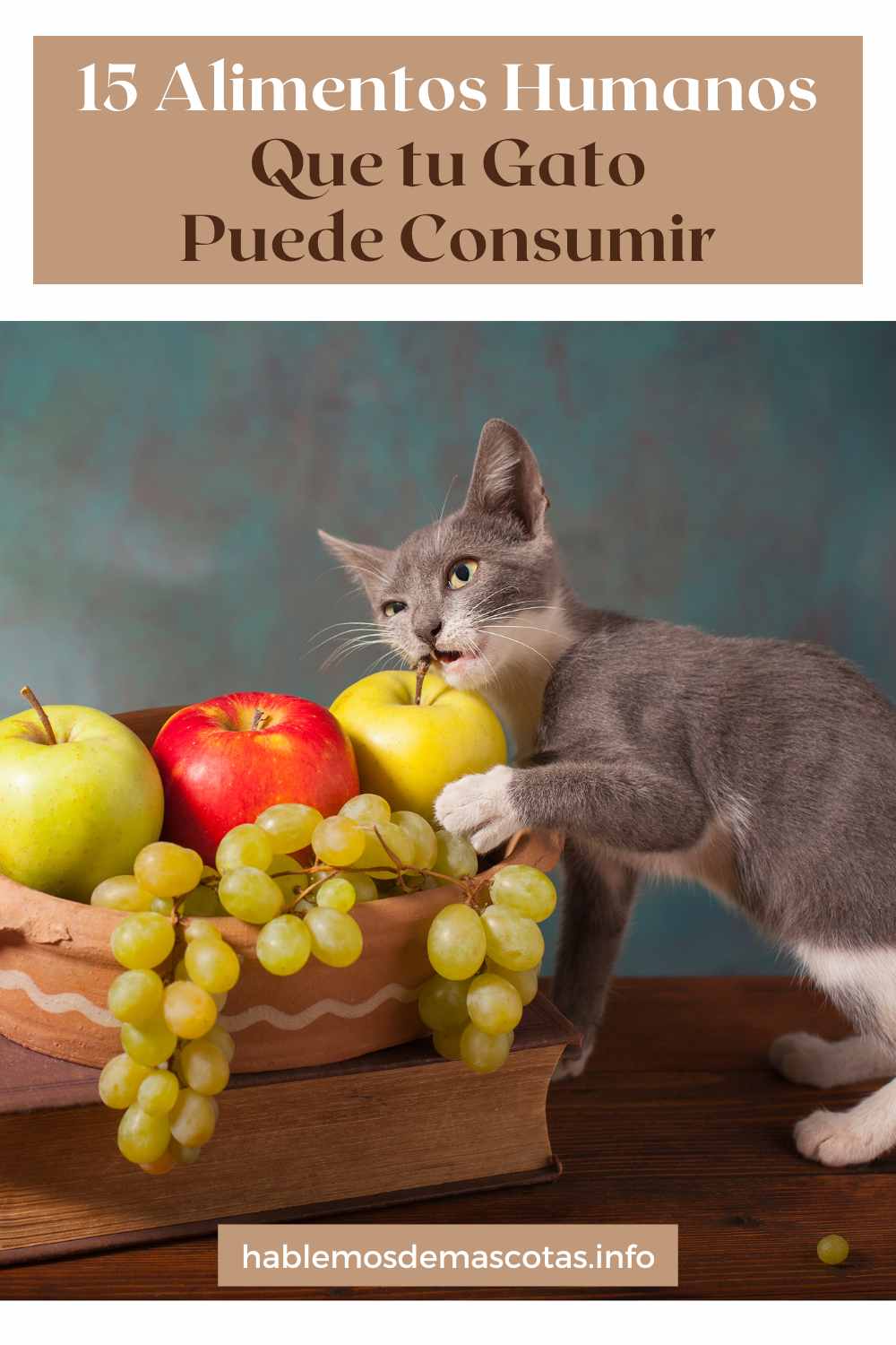 15 Alimentos Humanos Que tu Gato Puede Consumir