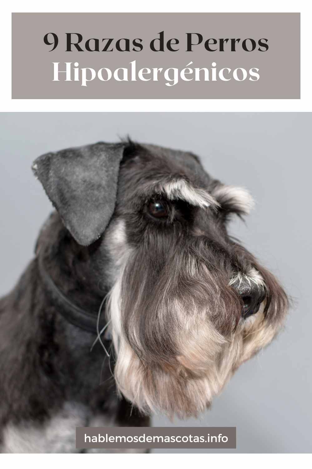 9 Razas de Perros Hipoalergénicos