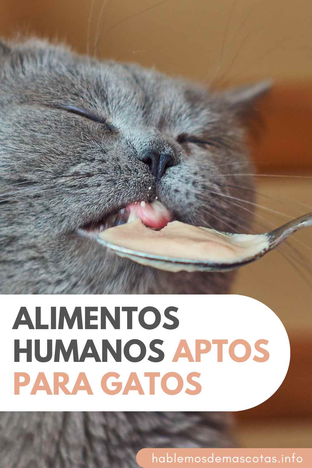 Alimentos Humanos Aptos para Gatos