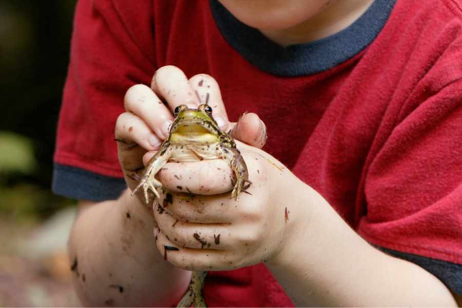 Comportamiento de las ranas como mascotas