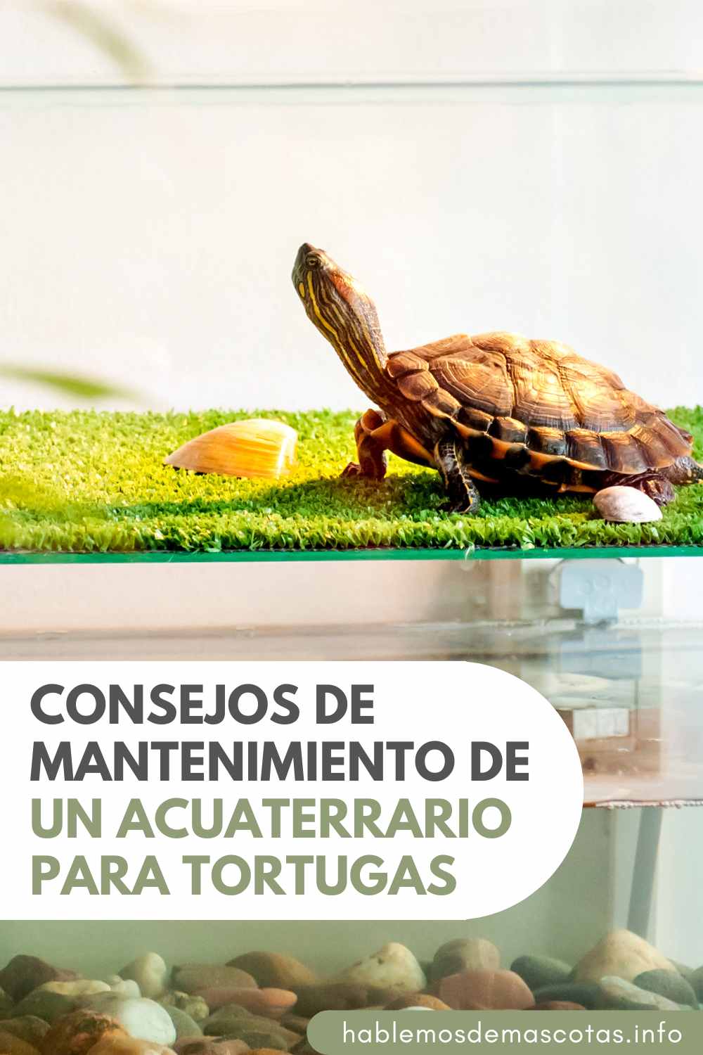 Consejos de Mantenimiento de un Acuaterrario para Tortugas