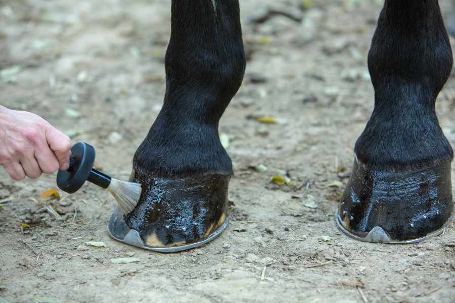 Consejos fáciles para llevar a cabo la limpieza de cascos de caballo
