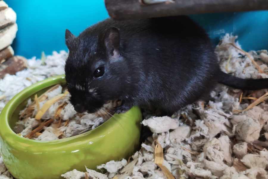 Cuidados de un jerbo como mascota