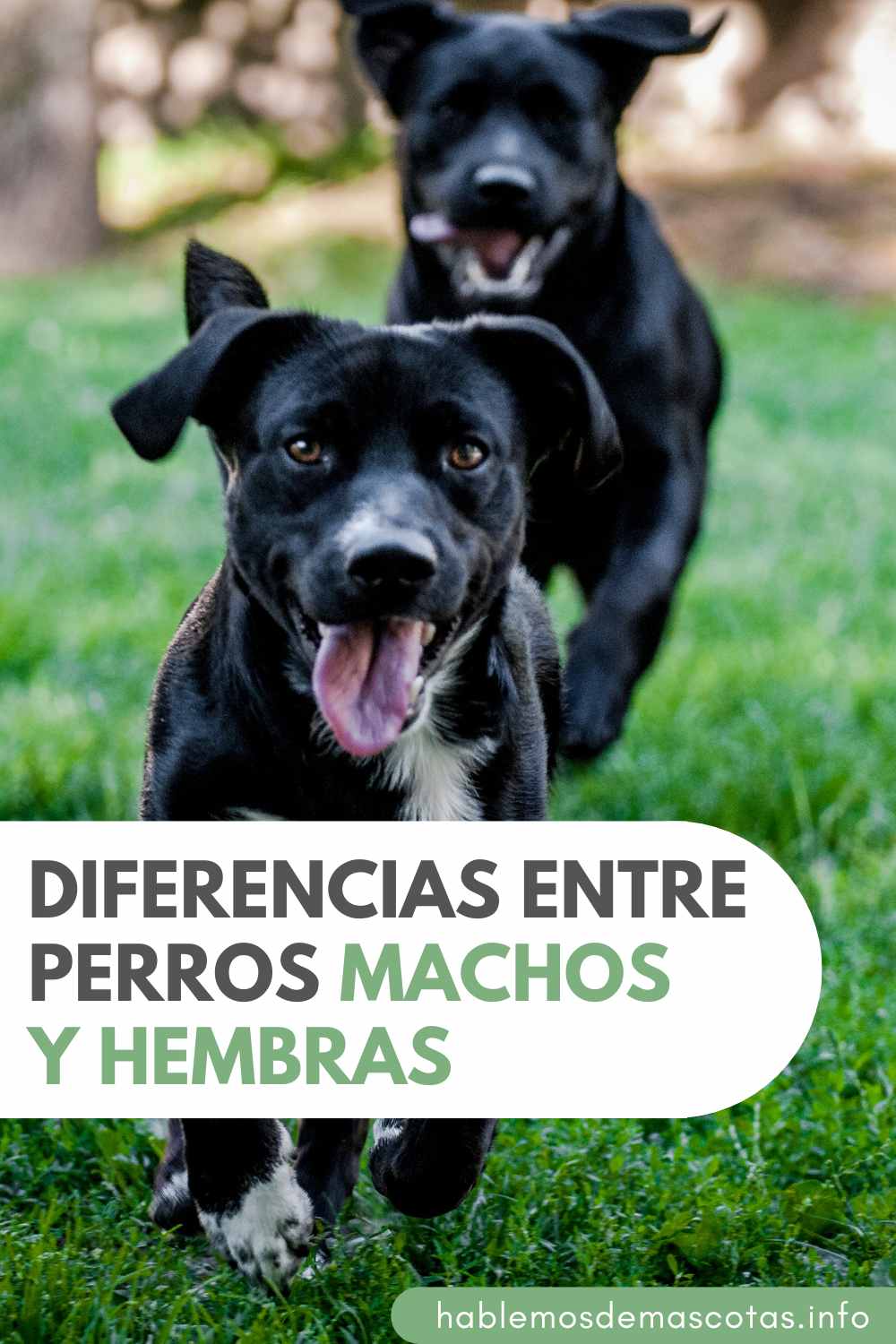 Diferencias Entre Perros Machos y Hembras