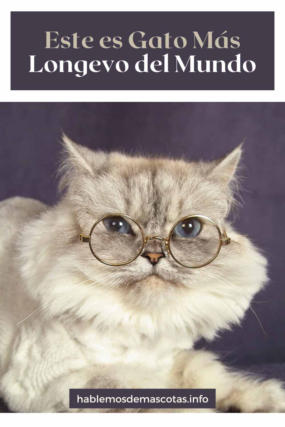 Este es gato más longevo del mundo