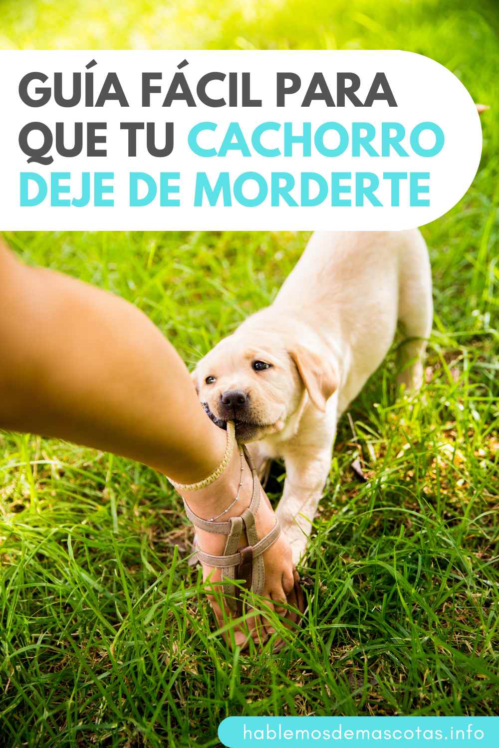 Guía Fácil para que tu Cachorro deje de Morderte