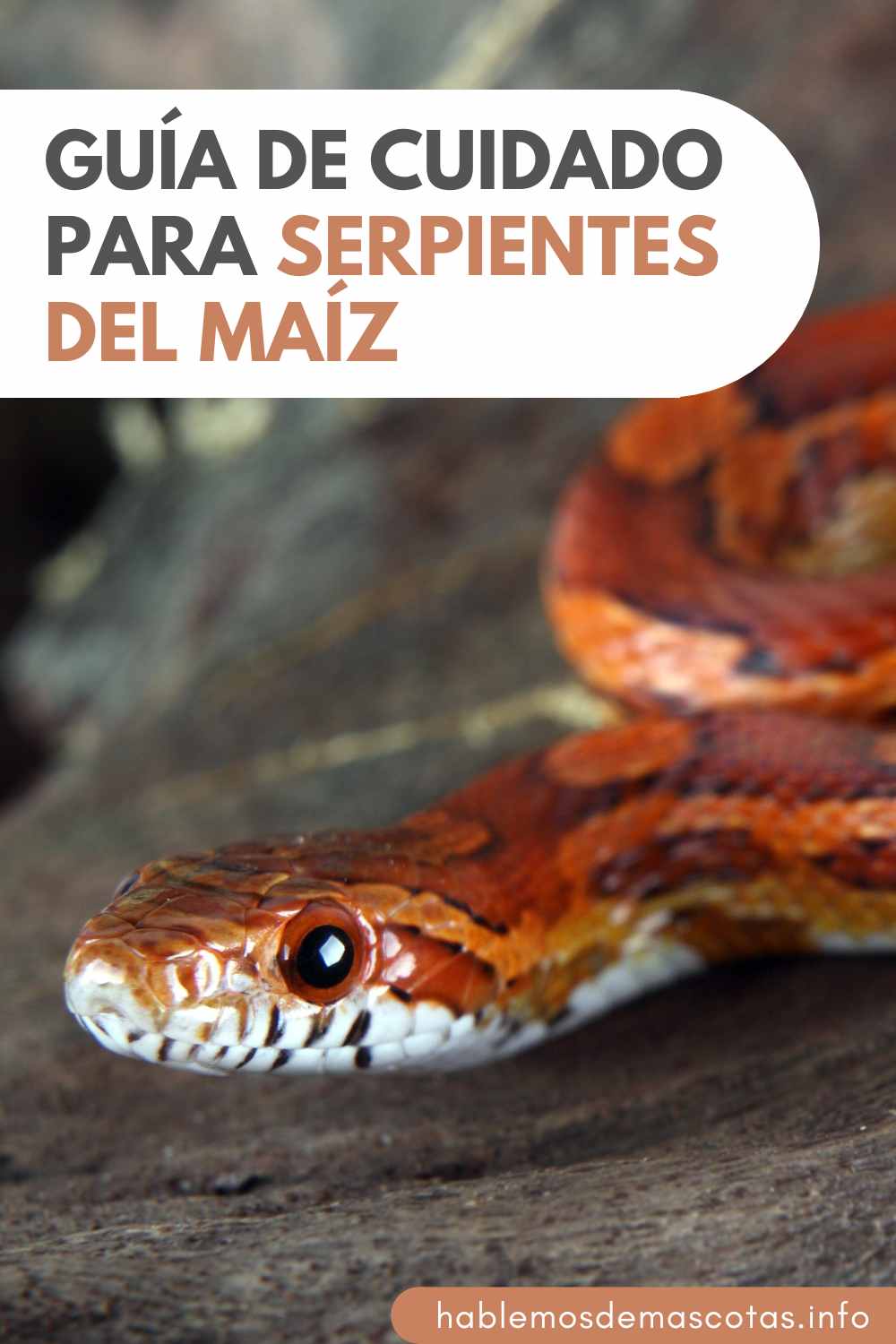 Guía de Cuidado para Serpientes del Maíz
