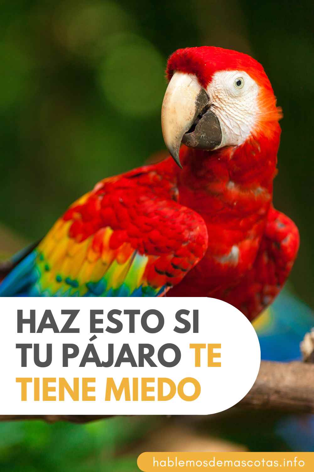 Haz Esto si Tu Pájaro te Tiene Miedo