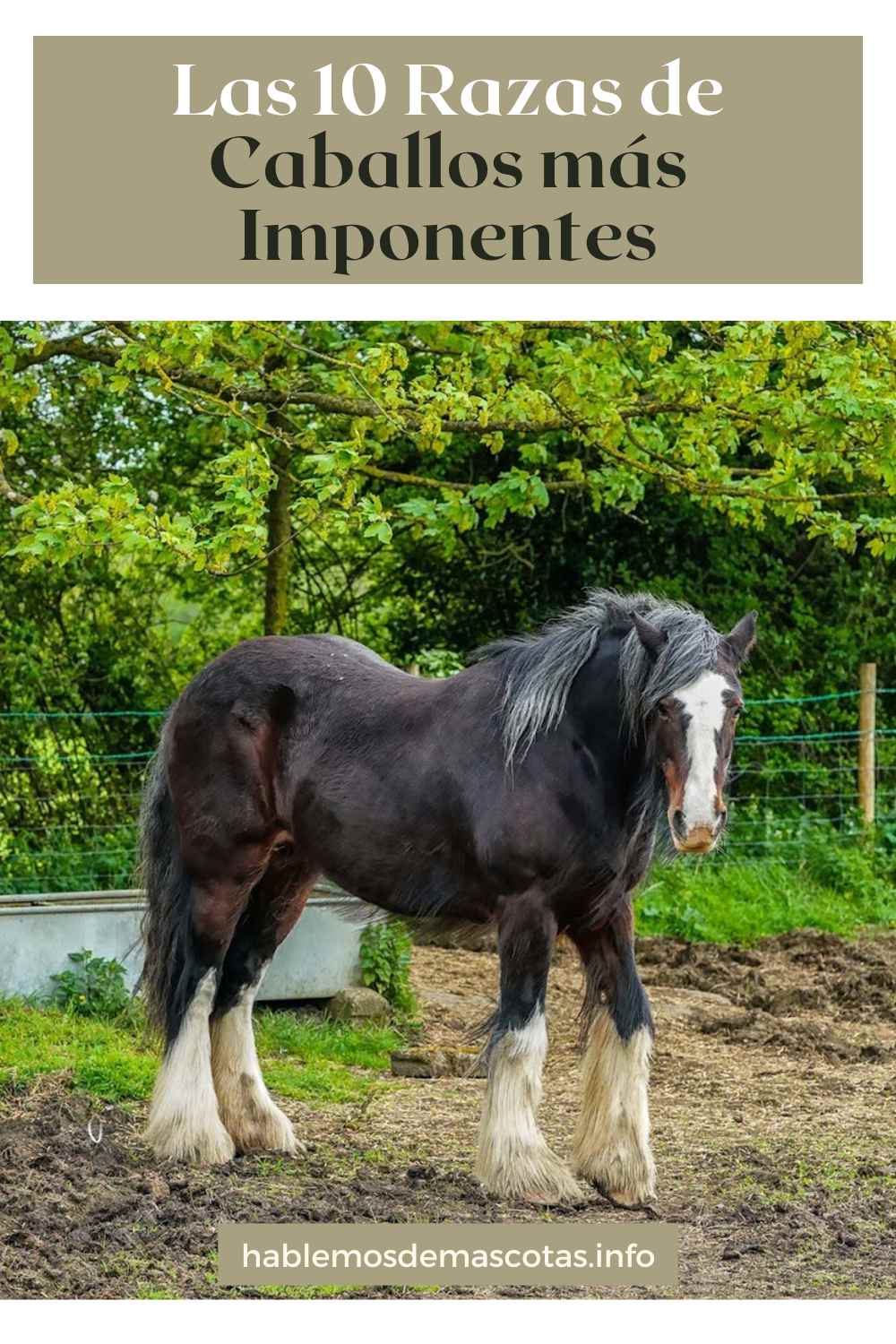 Las 10 Razas de Caballos más Imponentes