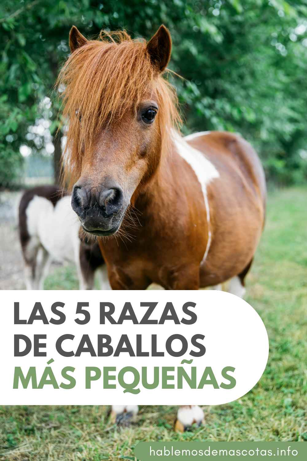 Las 5 Razas de Caballos más Pequeñas