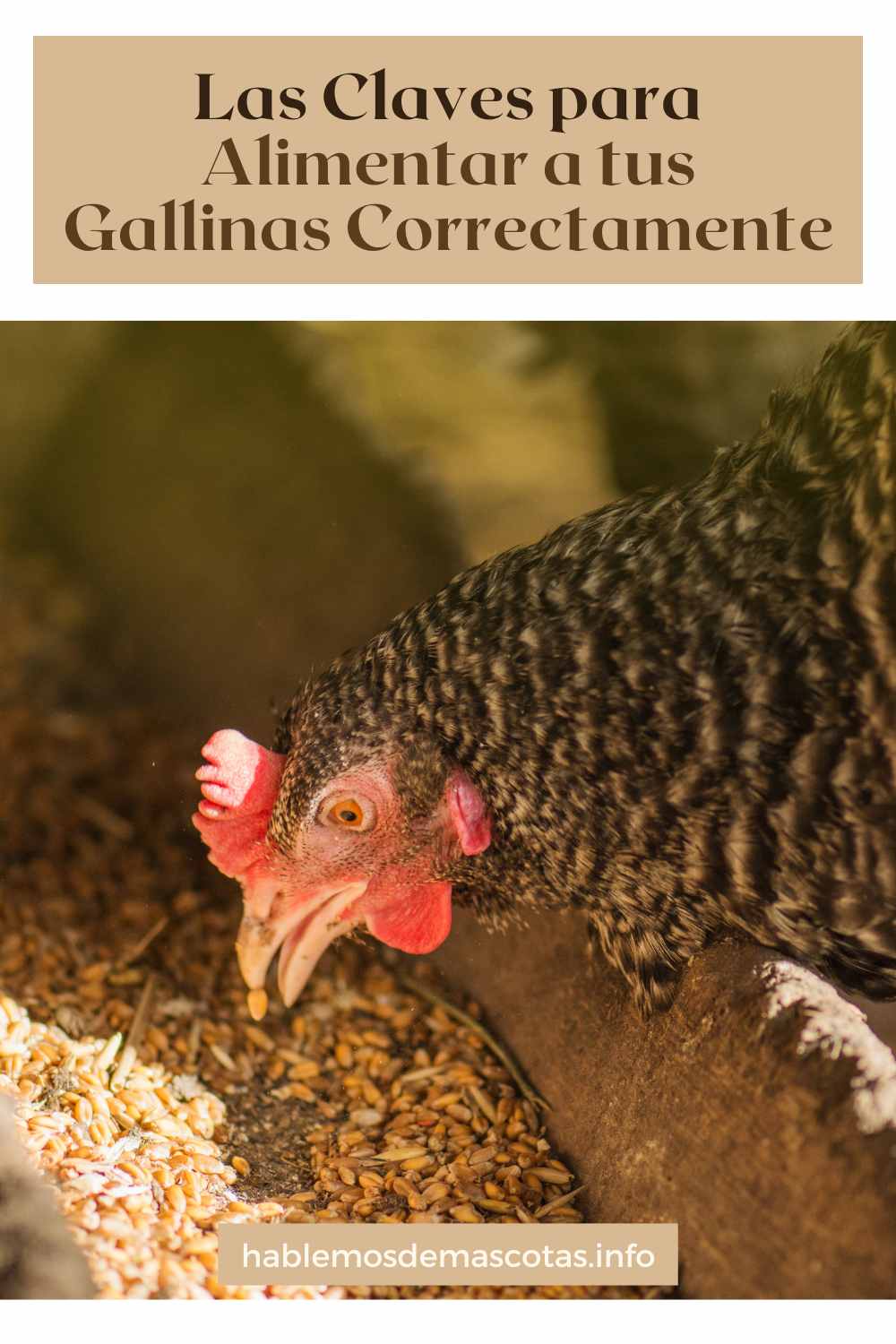 Las Claves para Alimentar a tus Gallinas Correctamente