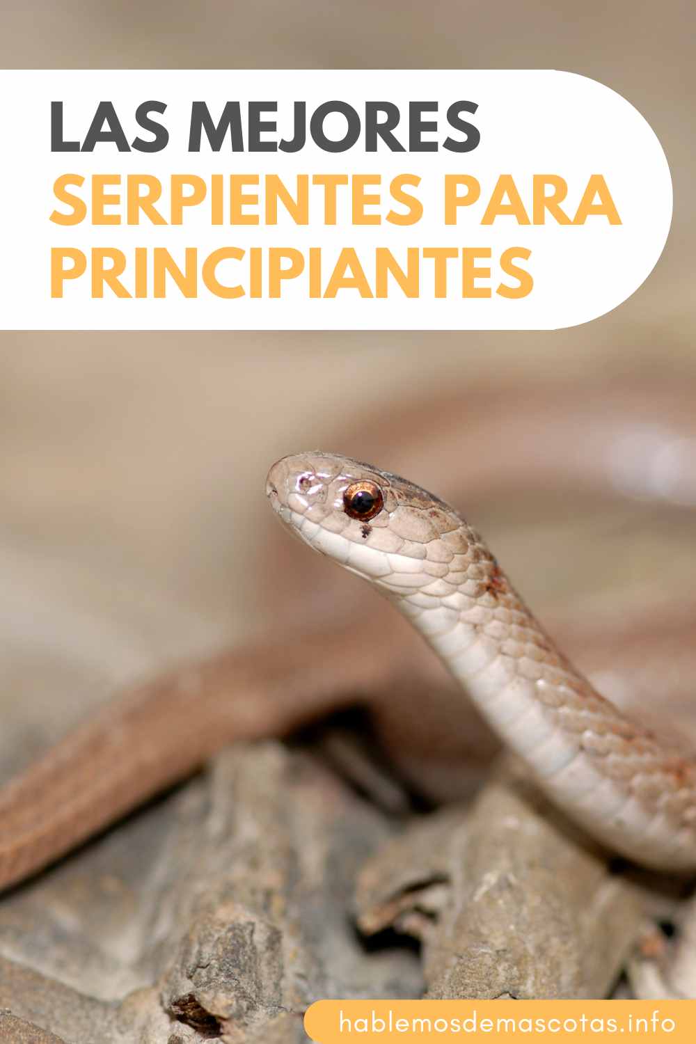 Las mejores serpientes para principiantes