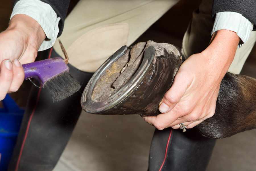 Limpieza de Cascos de Caballo_ Guía Rápida Paso a Paso