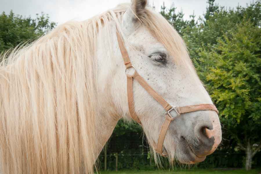 Los caballos más poderosos del mundo