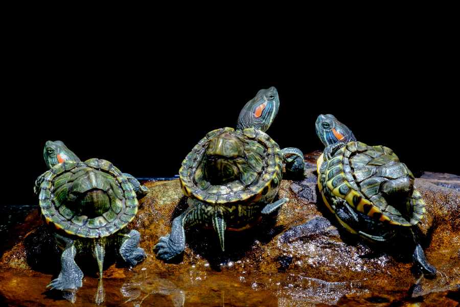 Mantenimiento de un Acuaterrario - Alimentar Fuera del Tanque