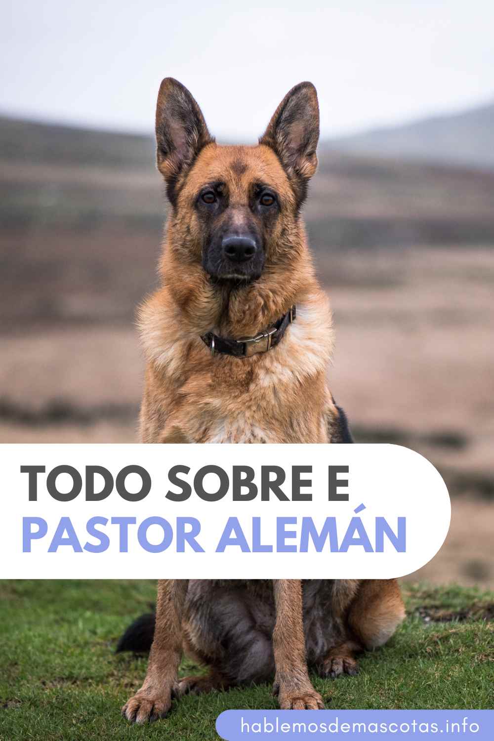 Todo Sobre e Pastor Alemán
