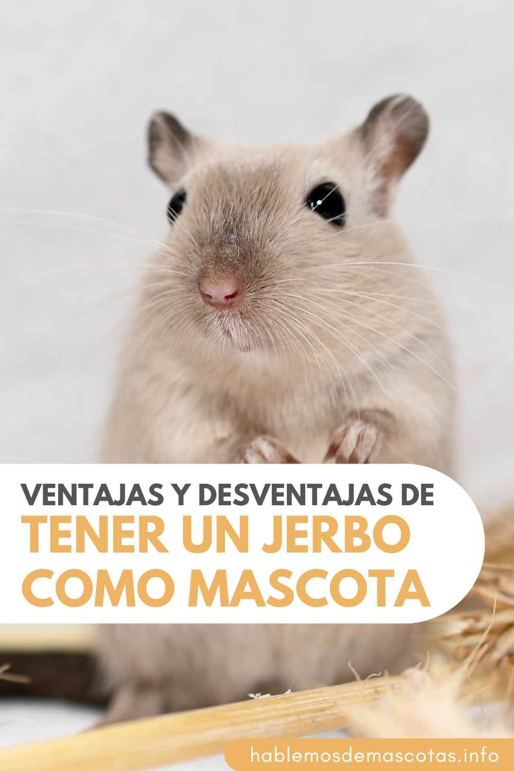 Ventajas y Desventajas de Tener un Jerbo como Mascota