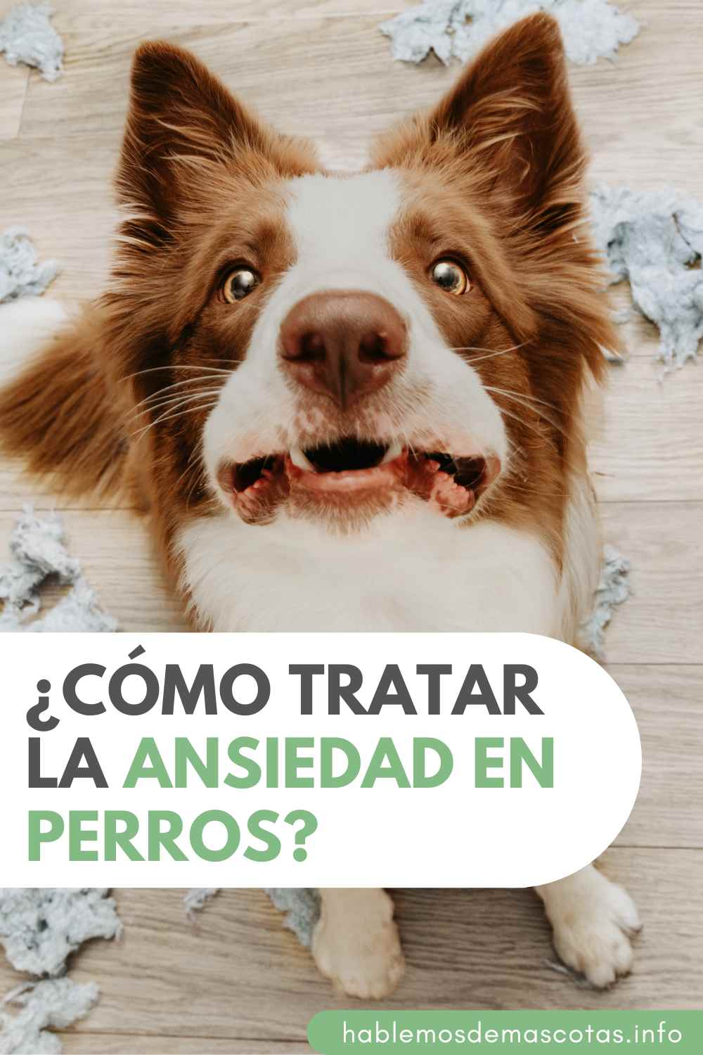 ¿Cómo Tratar la Ansiedad en Perros