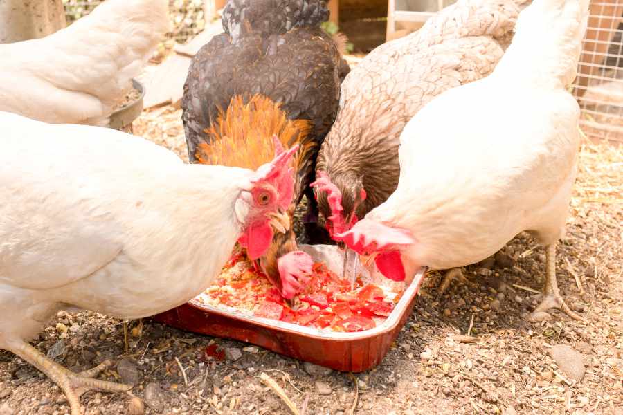 ¿Cómo alimentar gallinas de forma balanceada