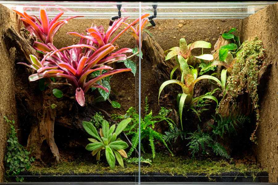 ¿Cómo crear un terrario_acuario para ranas como mascotas