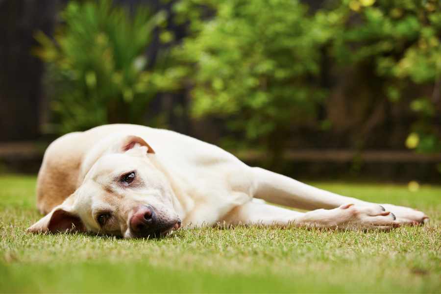 ¿Cómo tratar la Ansiedad en Perros