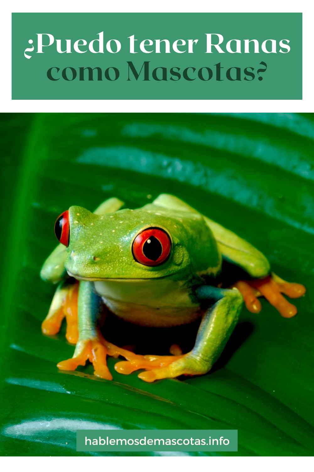 ¿Puedo tener Ranas como Mascotas