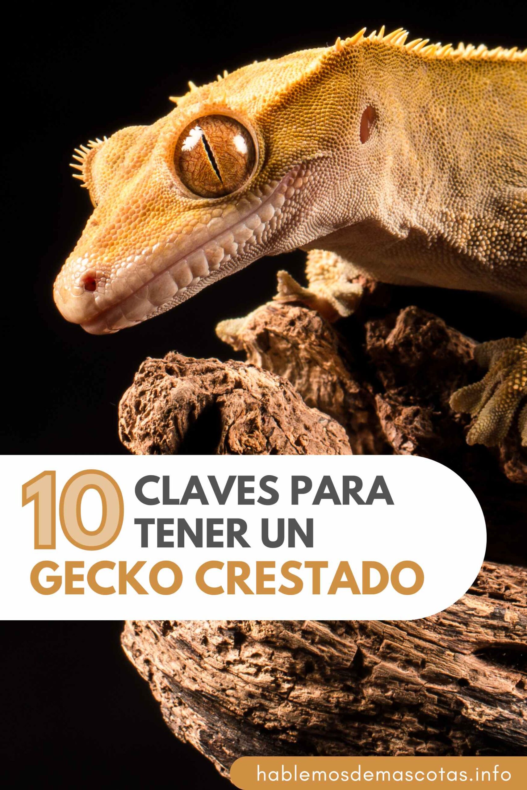 10 Claves para Tener un Gecko Crestado