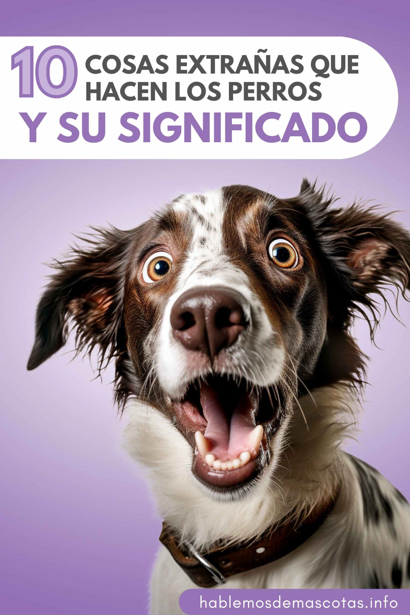 10 Cosas Extrañas Que Hacen los Perros y su Significado