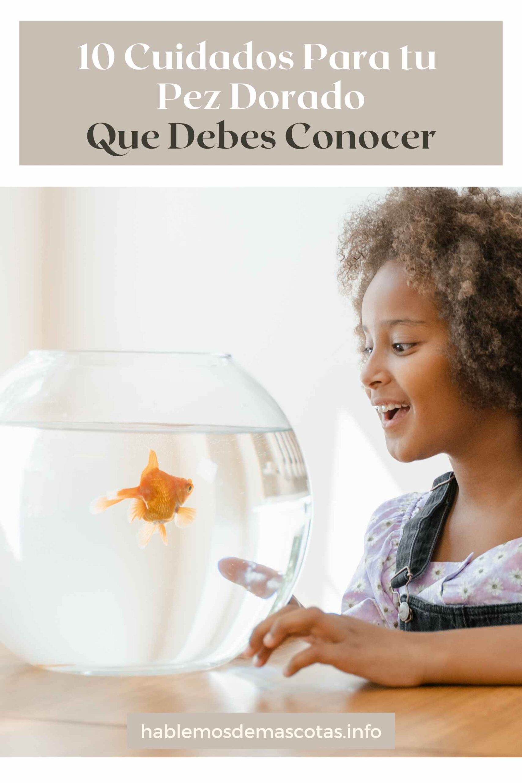 10 Cuidados Para tu Pez Dorado que Debes Conocer