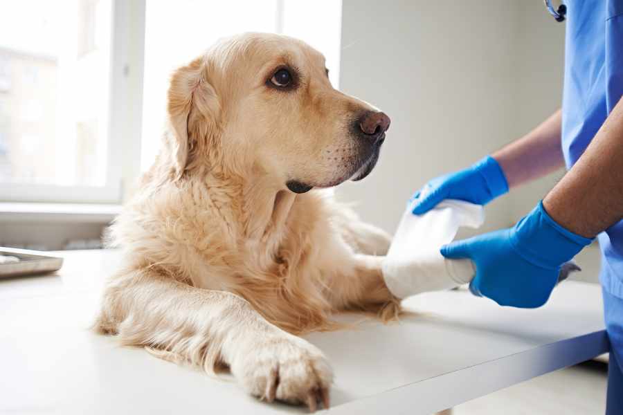 10 Señales de que tu Mascota está Pidiendo Ayuda