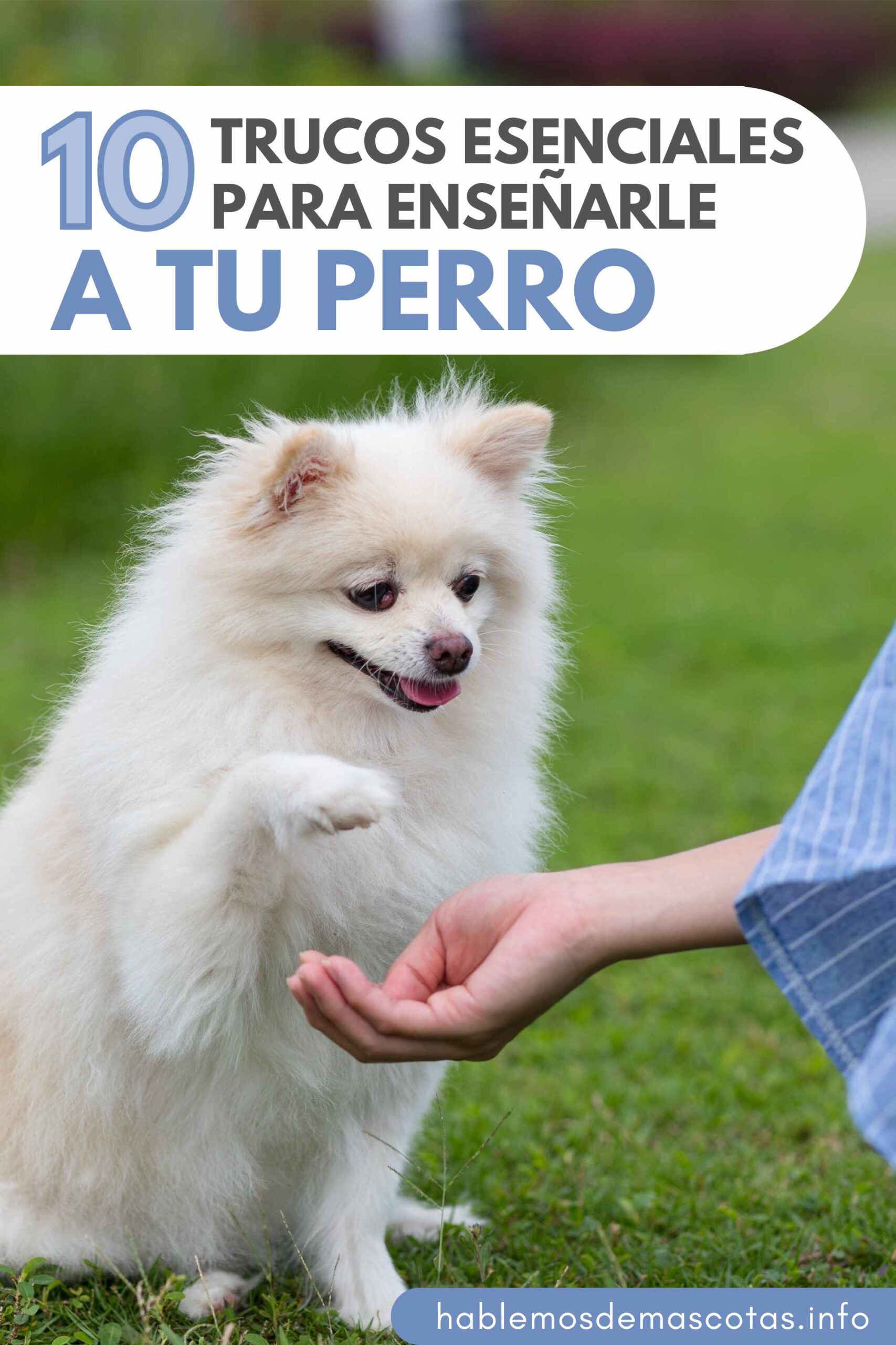 10 Trucos Esenciales para Enseñarle a tu Perro
