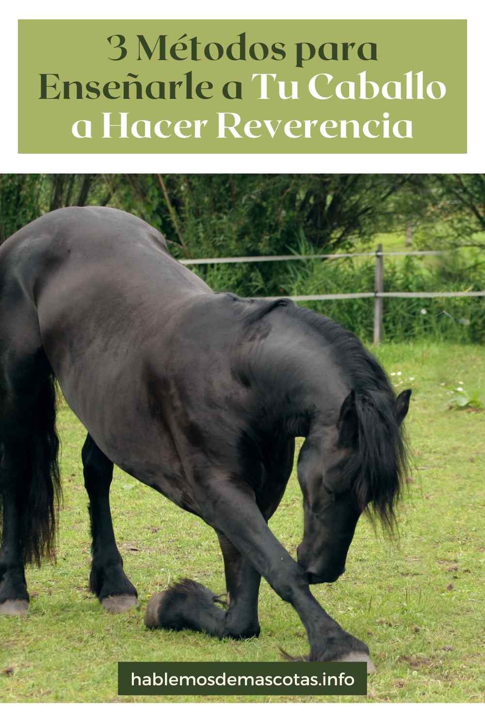 3 Métodos para Enseñarle a Tu Caballo a Hacer Reverencia