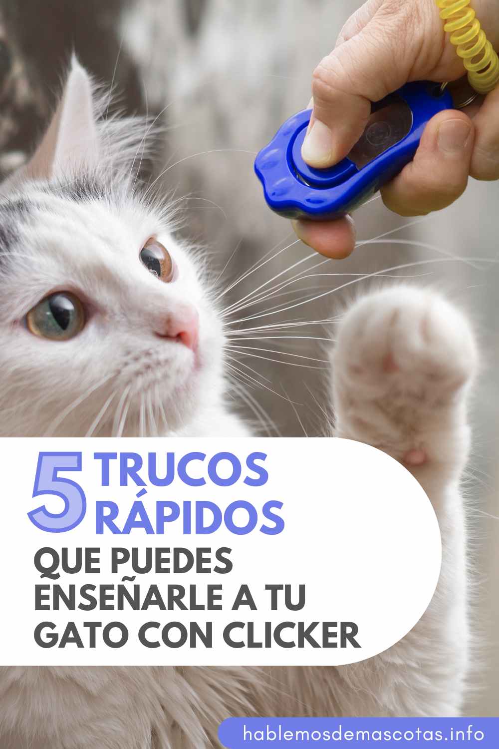 5 Trucos Rápidos que Puedes Enseñarle a Tu Gato con Clicker