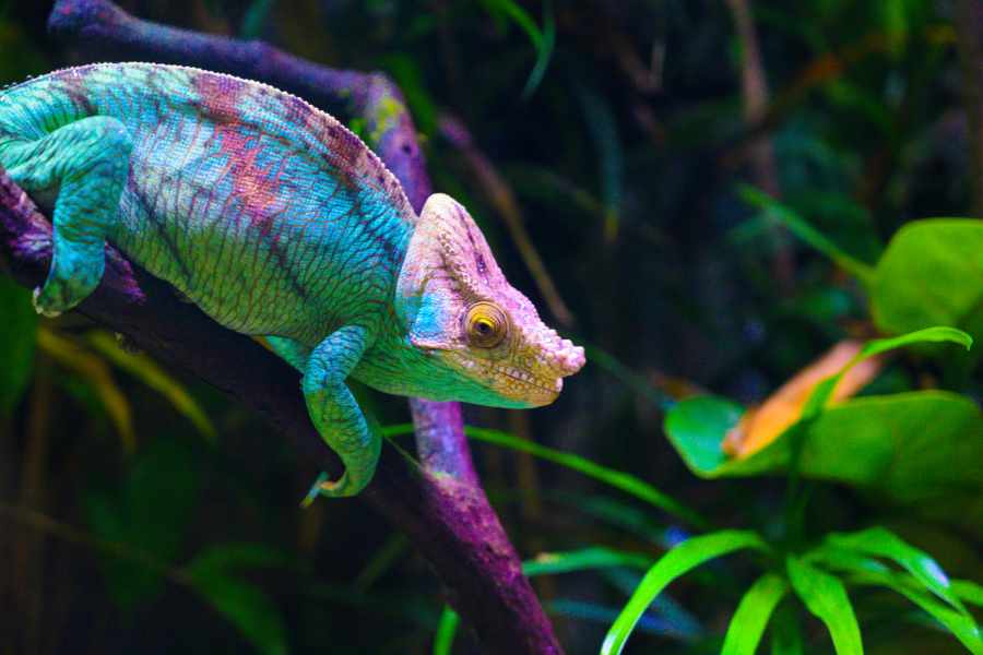 Adiós a la confusión_ Encuentra el MEJOR camaleón mascota para ti