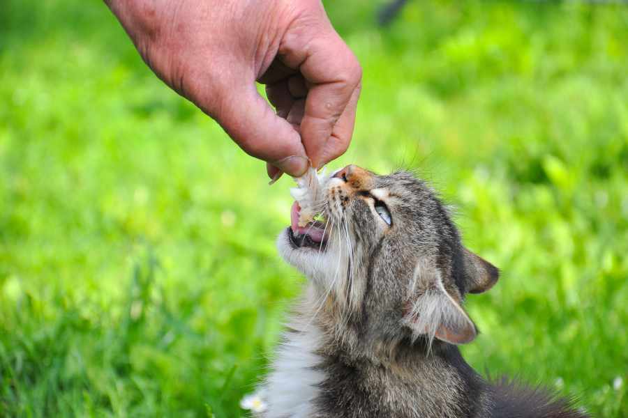 Alimentos seguros para consentir a tu amigo felino