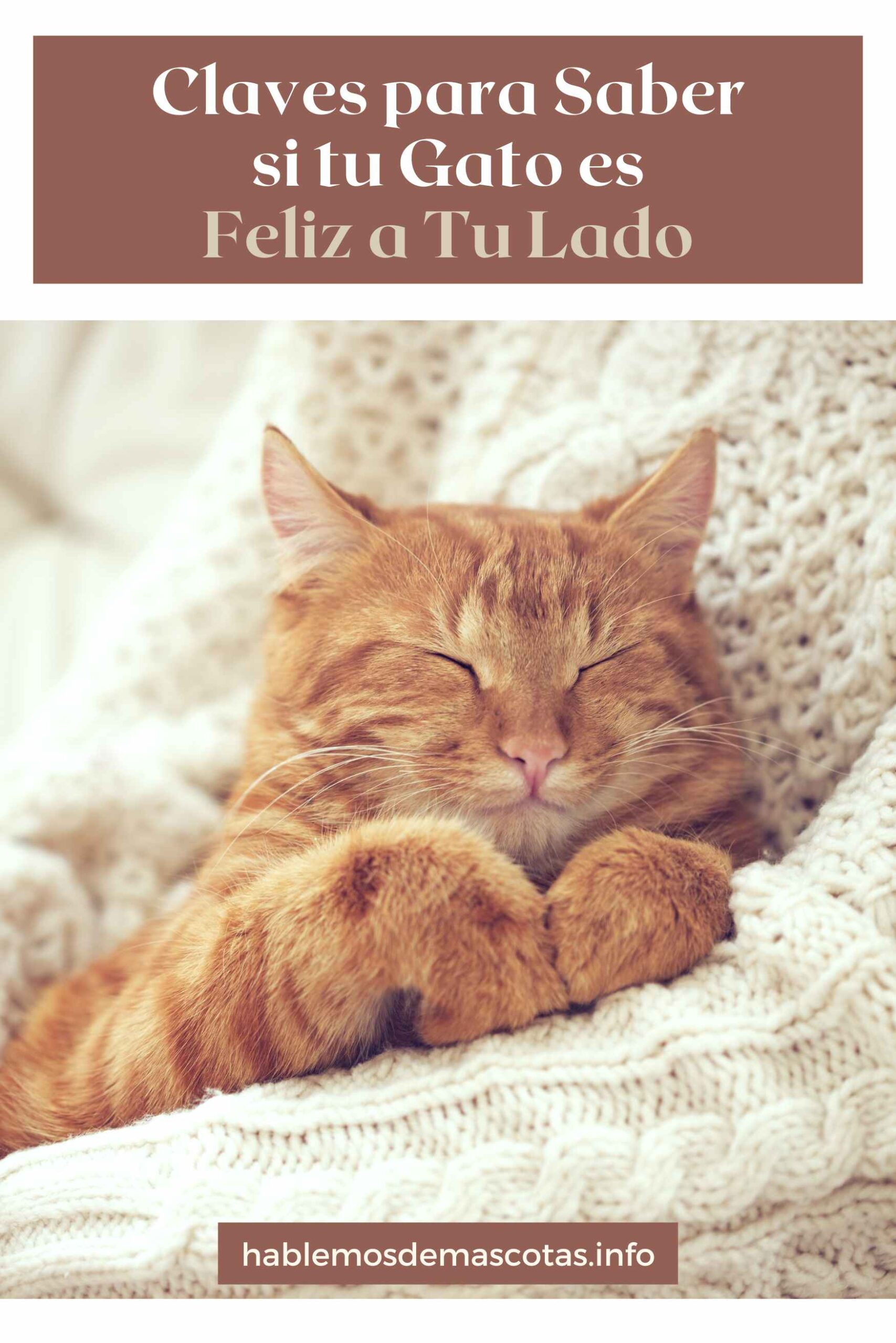 Claves para Saber si tu Gato es Feliz a Tu Lado
