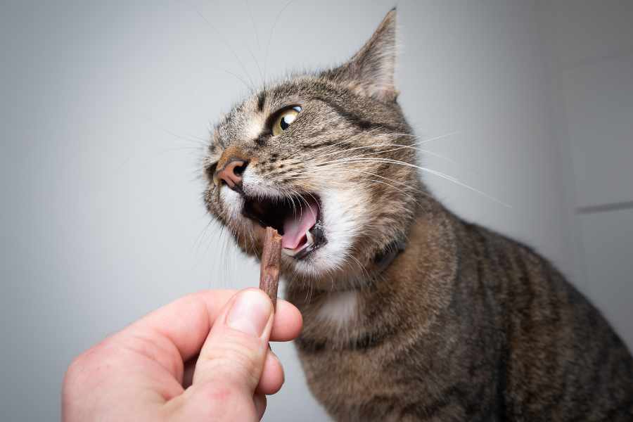 Cómo ENSEÑARLE A TU GATO SU NOMBRE y QUE VENGA CUANDO LO LLAMES