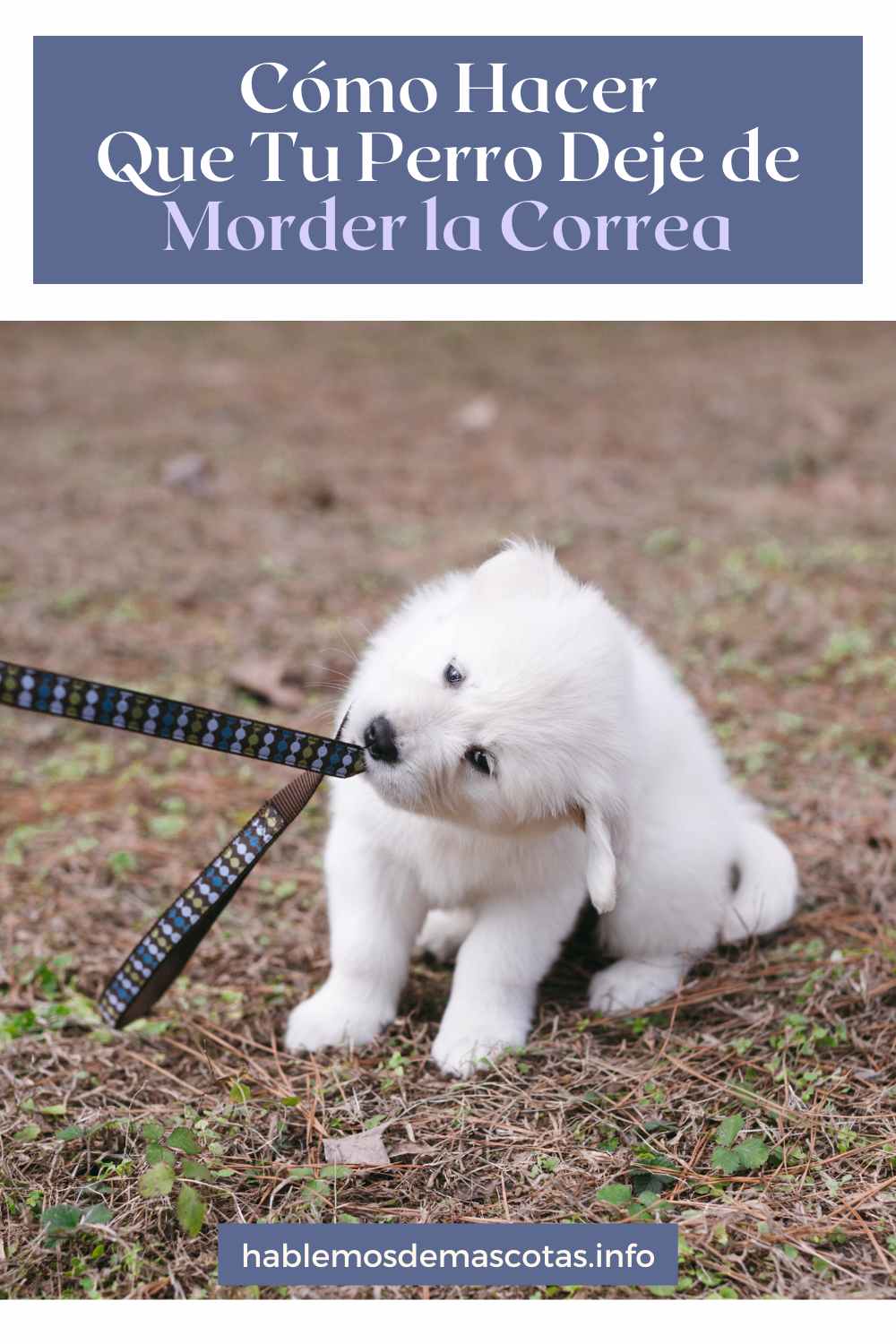 Cómo Hacer Que Tu Perro Deje de Morder la Correa