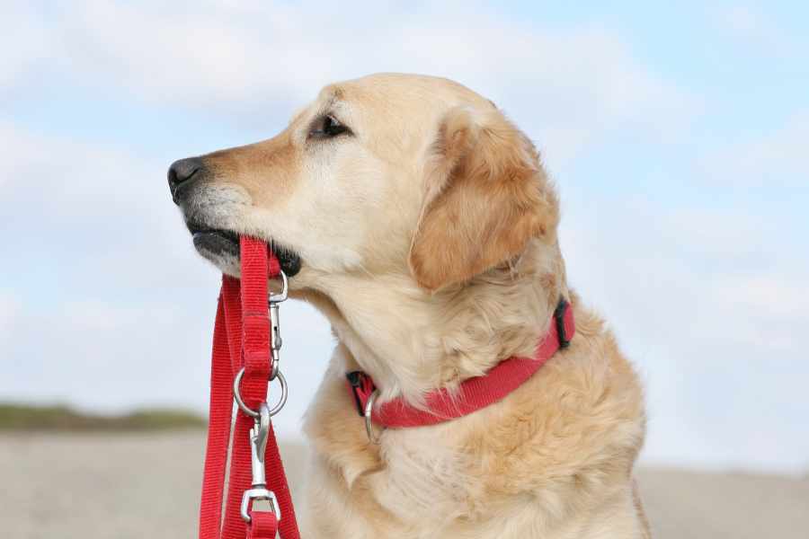 Cómo Hacer que tu Perro No Muerda la Correa al Pasear