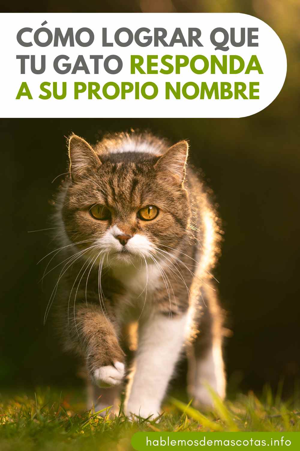 Cómo Lograr que Tu Gato Responda a su Propio Nombre