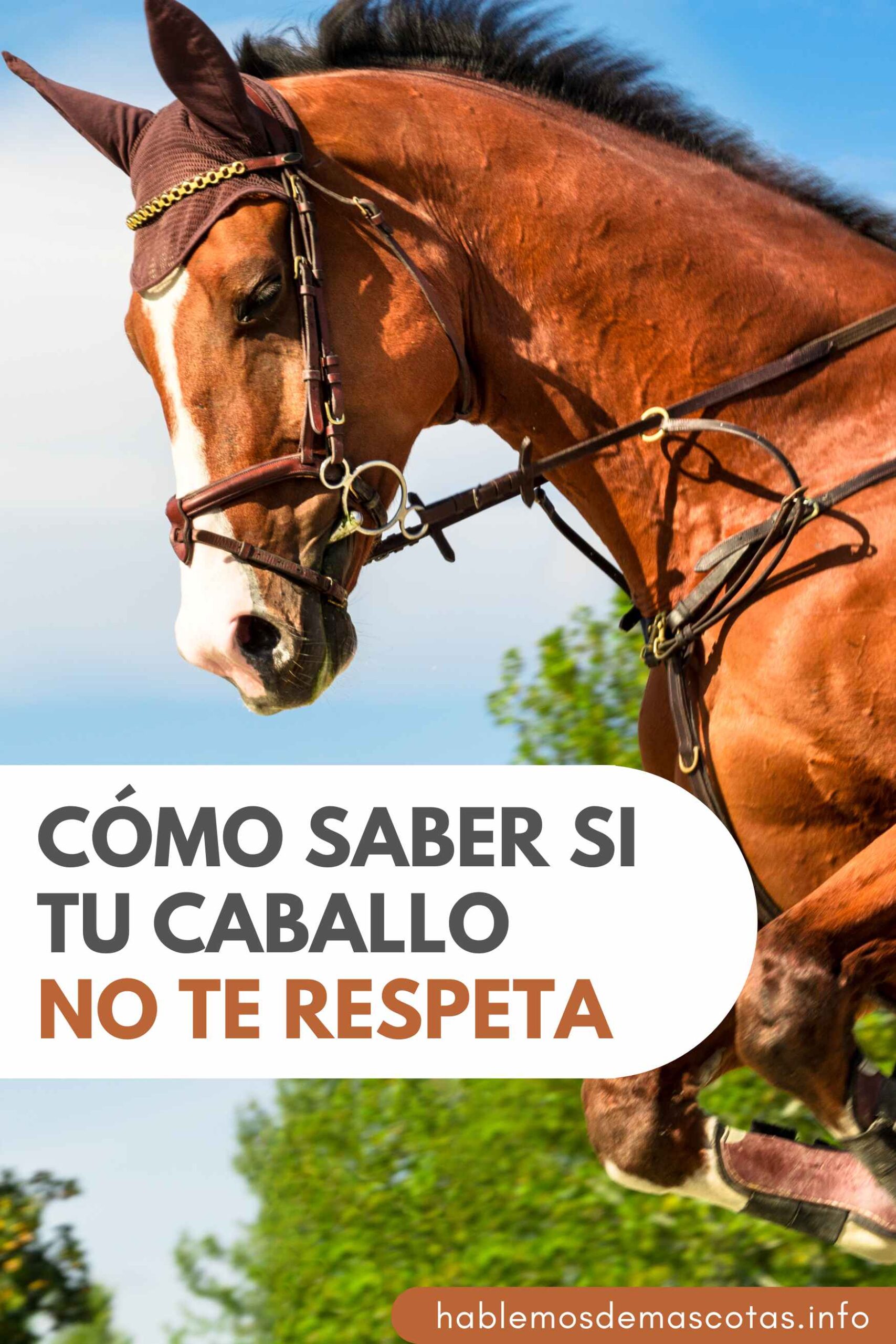 Cómo Saber si tu Caballo NO te Respeta