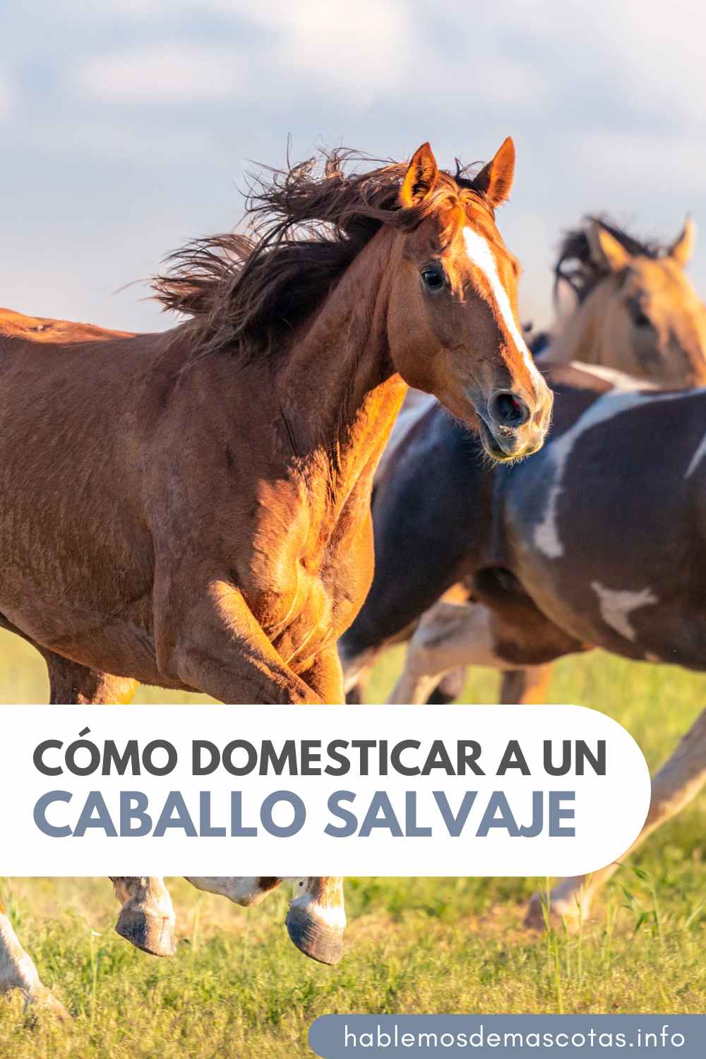 Cómo domesticar a un caballo SALVAJE