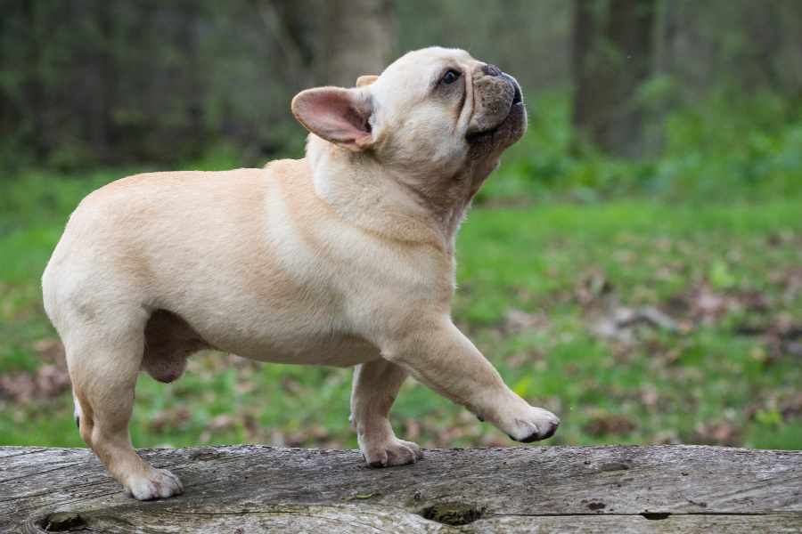Cómo mantener el pelo de un bulldog francés