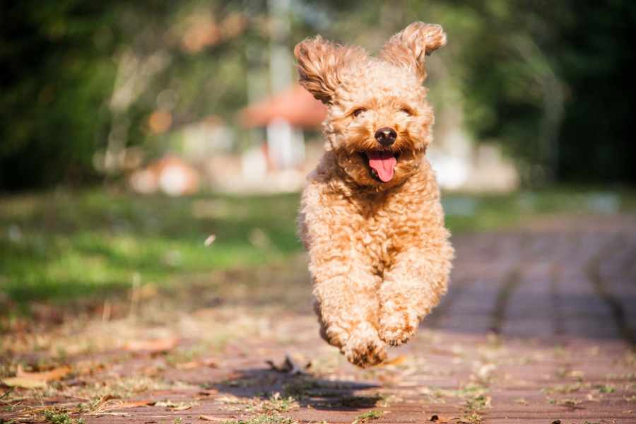 Conoce 10 de las Razas de Perros Más Amigables