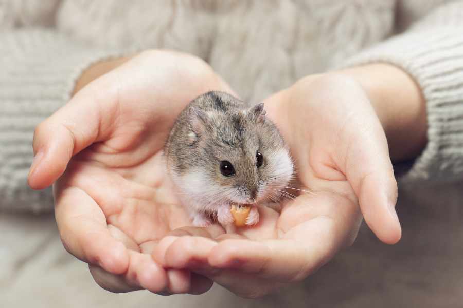 Consejos para Domesticar a un Hámster