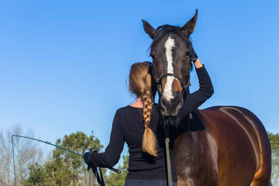 Consejos para empezar a entrenar a tu caballo