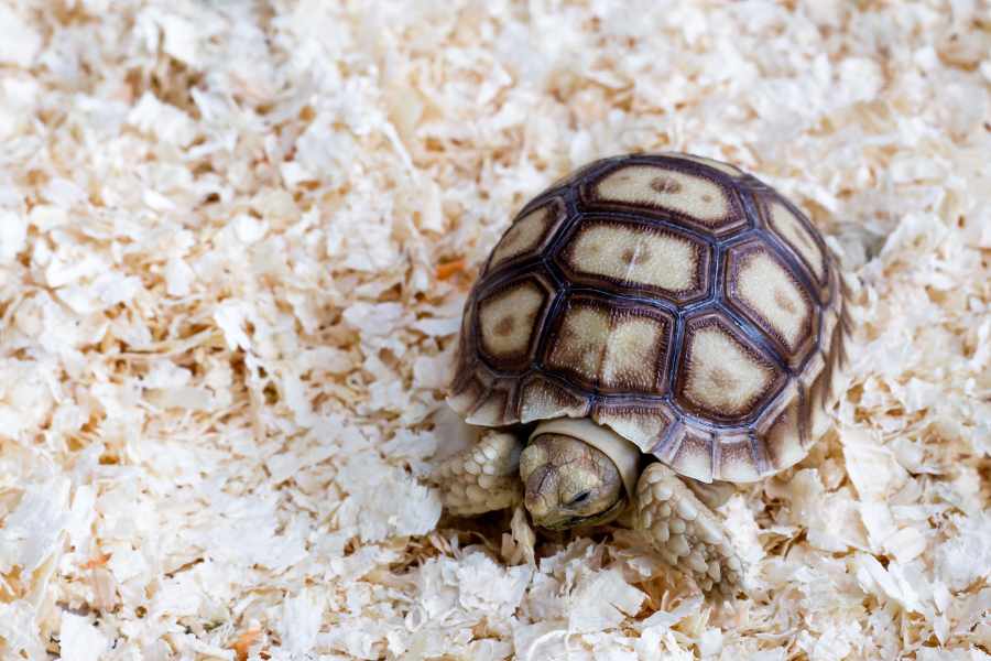 Cuida de tu Tortuga de Manera Sencilla y Efectiva - Pasos Rápidos Para una Rutina Diaria de Cuidado