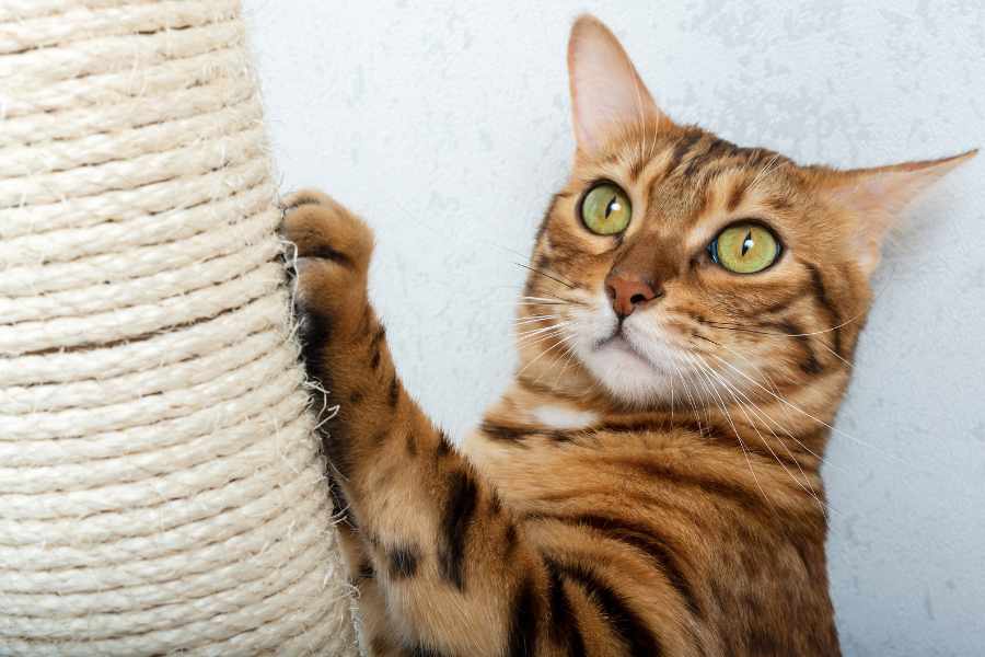 Dale a tu gato un buen lugar para rascar