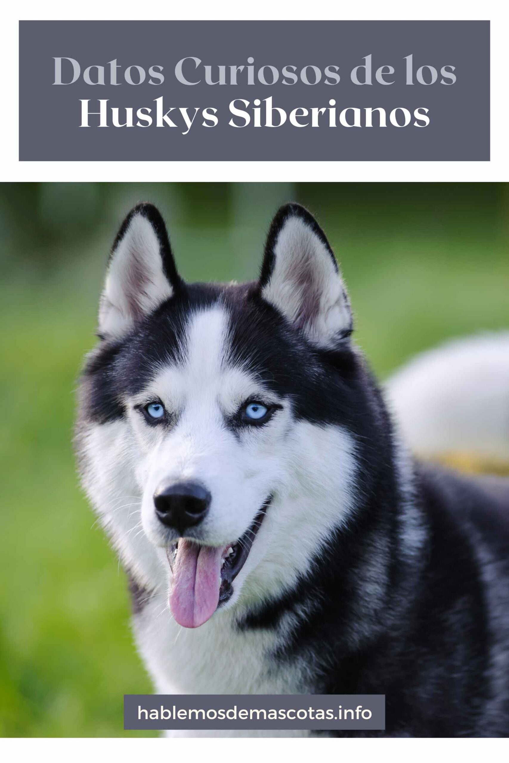 Datos Curiosos de los Huskys Siberianos