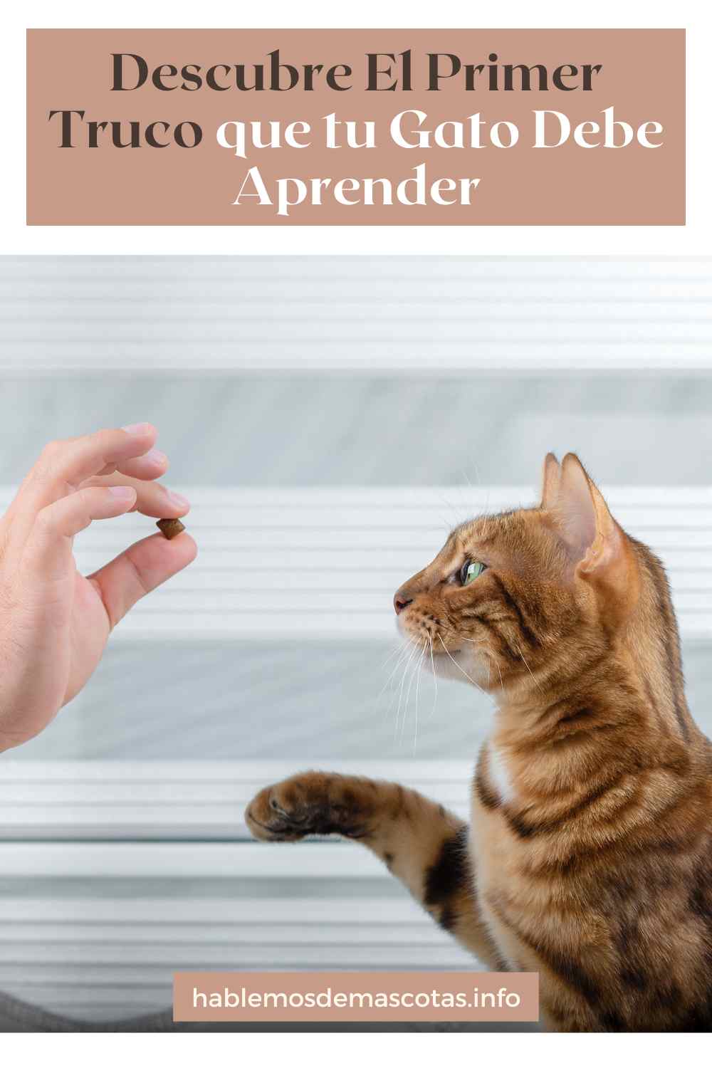 Descubre El Primer Truco que tu Gato Debe Aprender